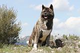 AKITA AMERICAIN 138